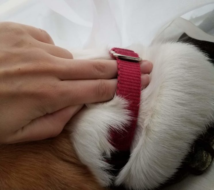 Best Tips For Keeping A Dog From Getting Loose