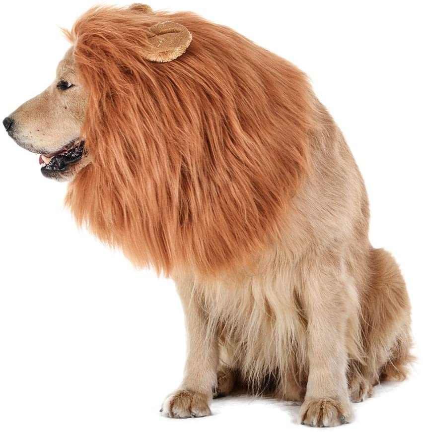 Lion's Mane dog costume