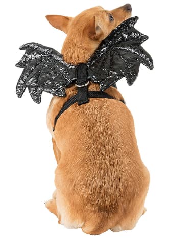 Bat Wings dog costume