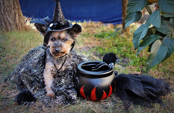 Dog in witch costume
