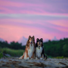 Two dogs in front of a purply-pink sunset