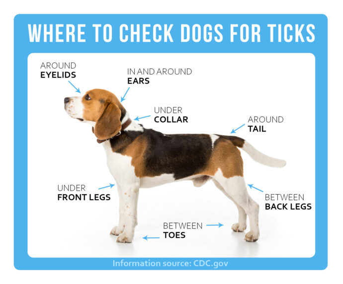 Dog Tick Check Graphic
