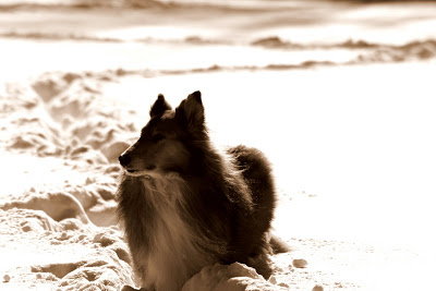 Sepia Collie