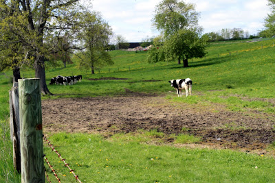 And our cows catch sight of us