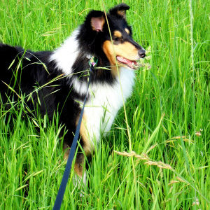 Collie in Grass