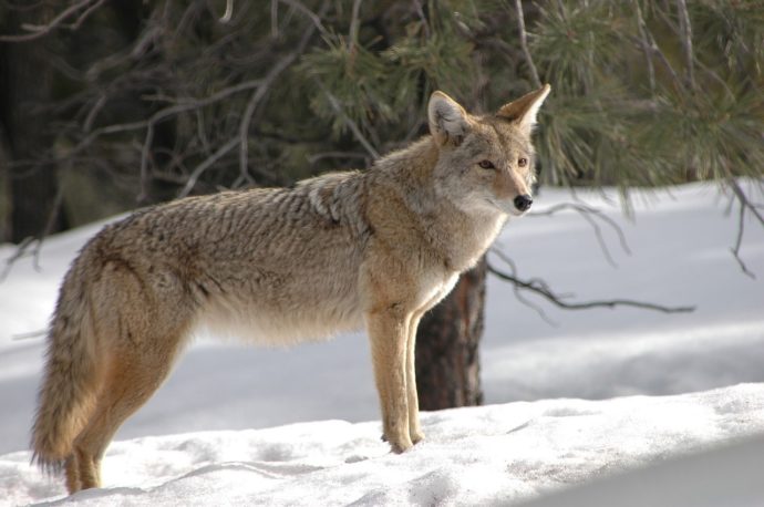 Coyote standing in the snow