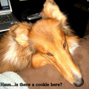 Hmmm is there a cookie here?